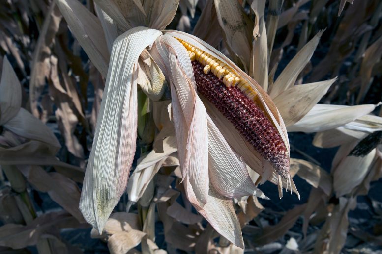 Iowa Corn Crop Drought Fail