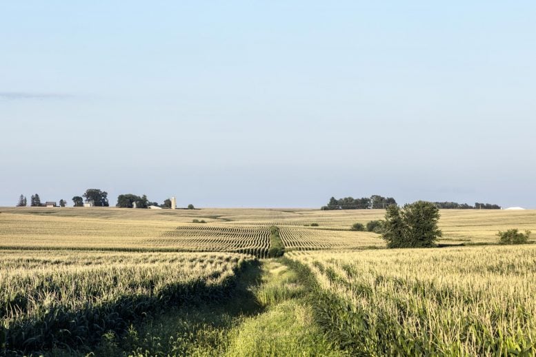 Iowa Corn Field