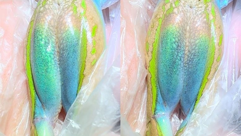 Iridescence in the Inner Thigh Skin of a Frog