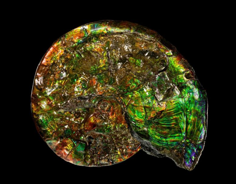 Iridescent Opalized Ammonite