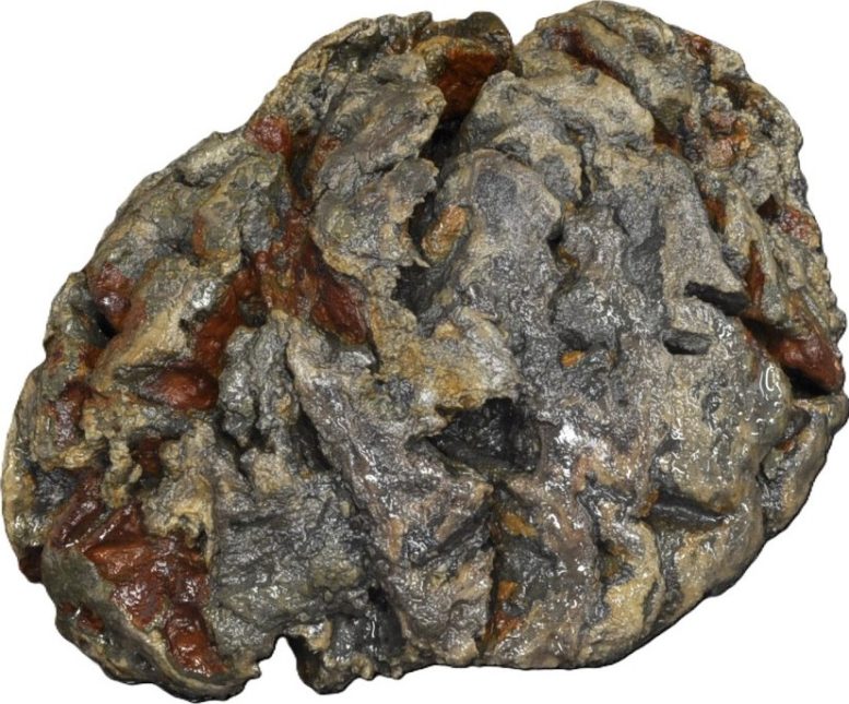 Iron Oxide Staining in Cortical Convolutions From Blackberry Hill Hospital Burial Site