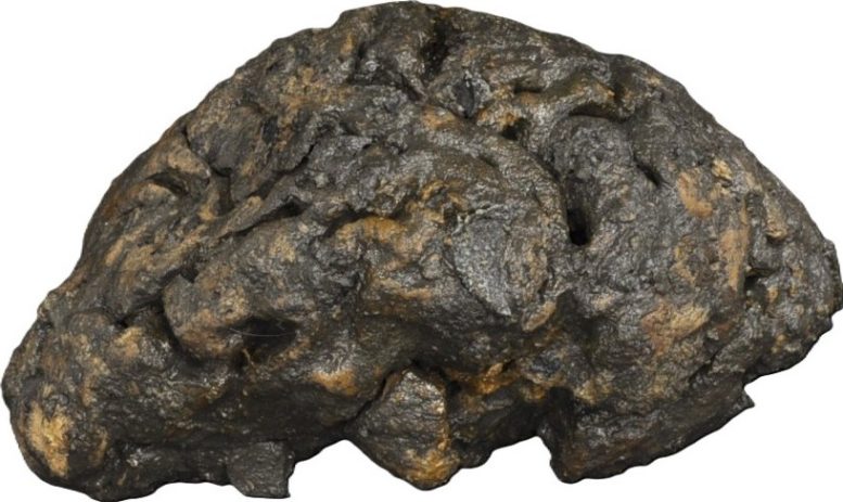 Iron Oxide–Blackened Brain Tissue of a Buried Adult Individual From Blackberry Hill Hospital Excavation Site