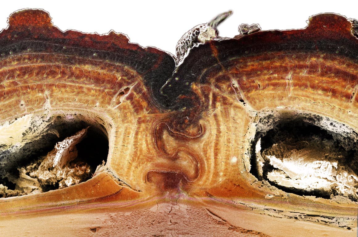 Scientists Discover Design Secrets of Nearly Indestructible Insect That Can Survive Being Run Over by a Car - SciTechDaily