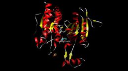 Isocitrate_dehydrogenase