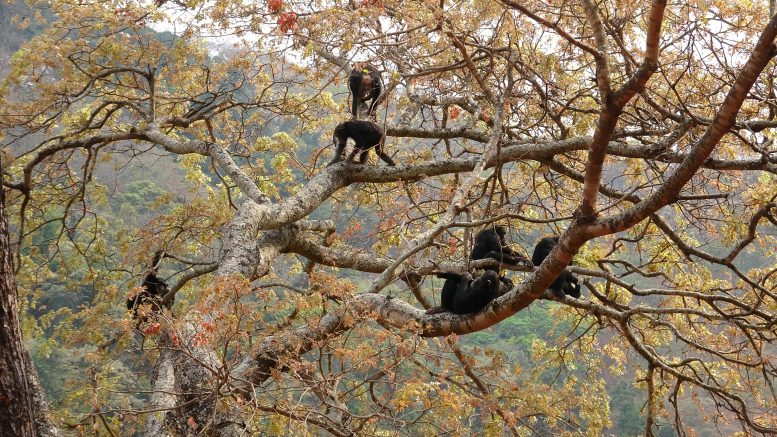 Issa Valley Chimpanzees Navigate an Open Woodland Crown