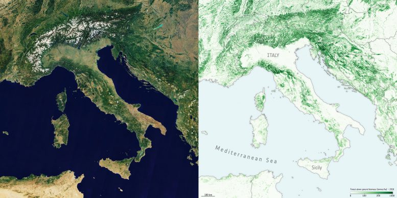 Italy Above Ground Biomass