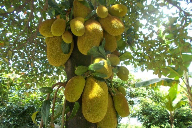 Jackfruit Tree