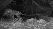 Jaguar Killing Ocelot