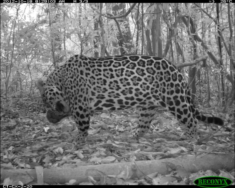 Jaguar Wildlife Camera