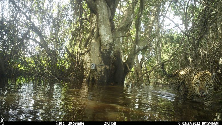 Jaguar in Pantanal Region of Brazil