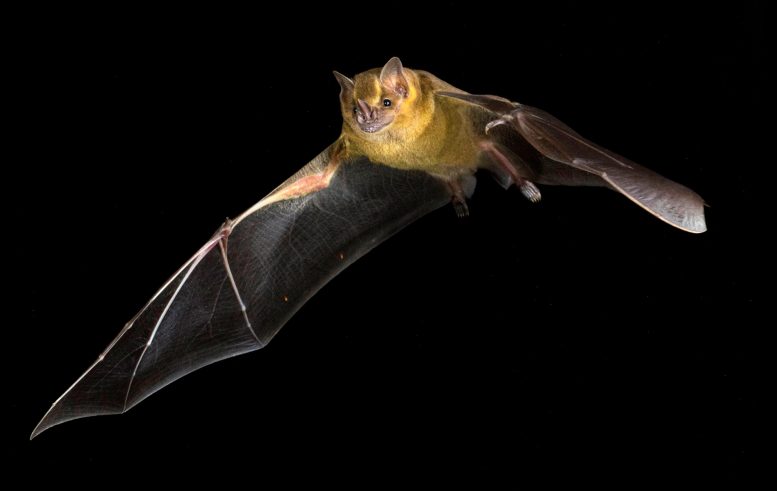 Jamaican Fruit Bat (Artibeus Jamaicensis)