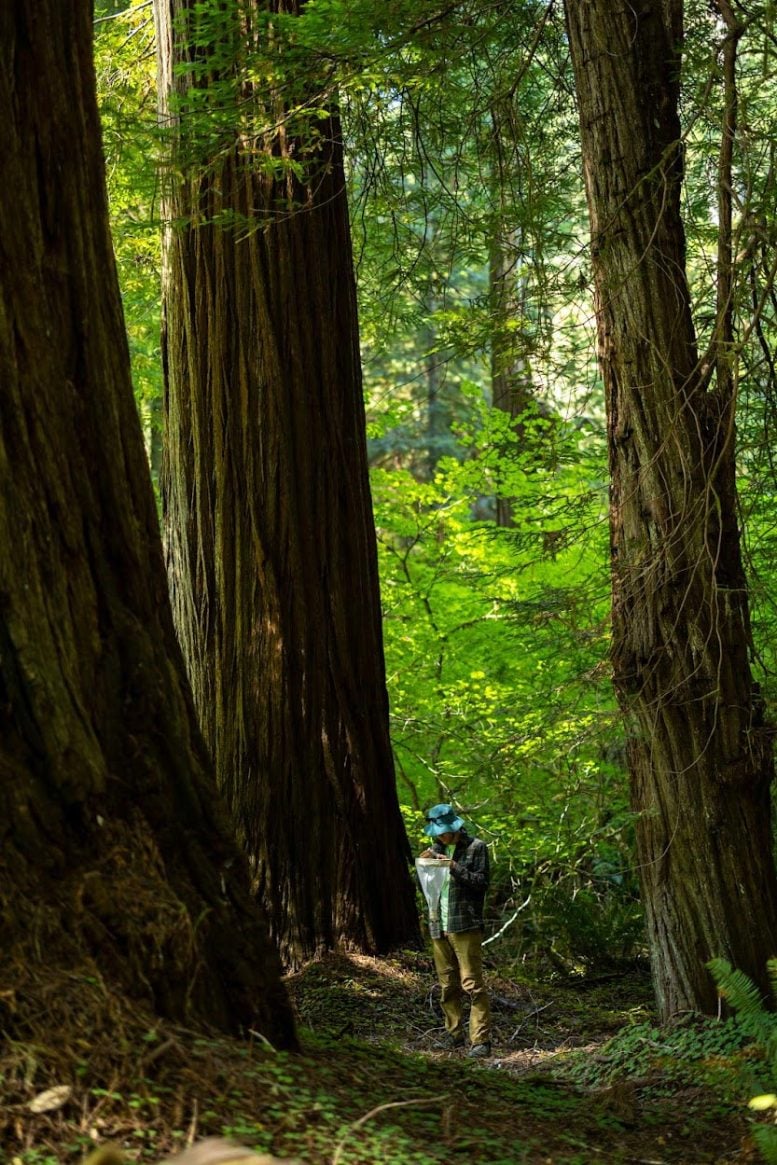 James Hemker Conducts Sweep Net Sampling in Redwoods State and National Park