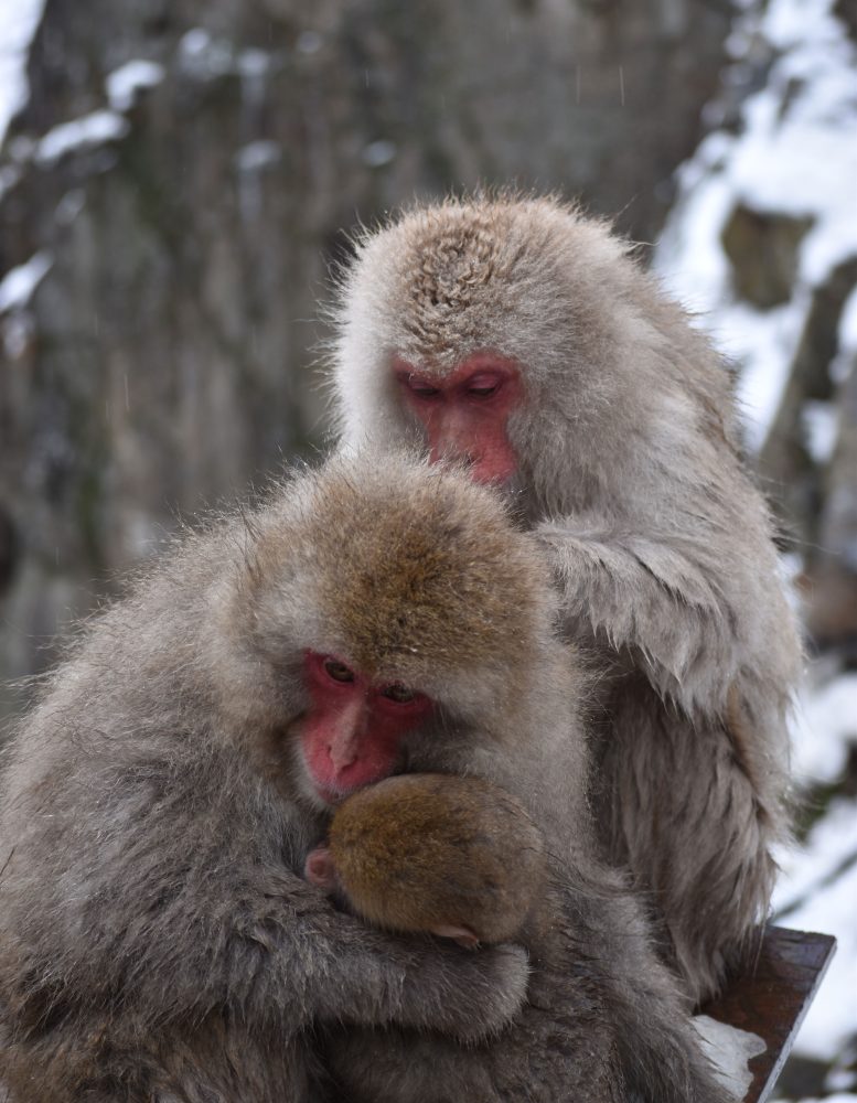 Japanese Macaques