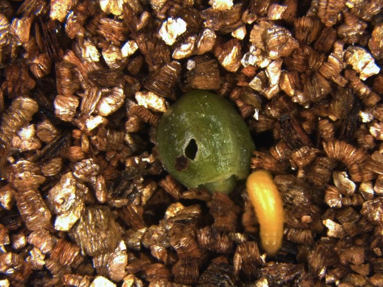 Why This Plant Drops Its Fruit Full of Beetle Babies