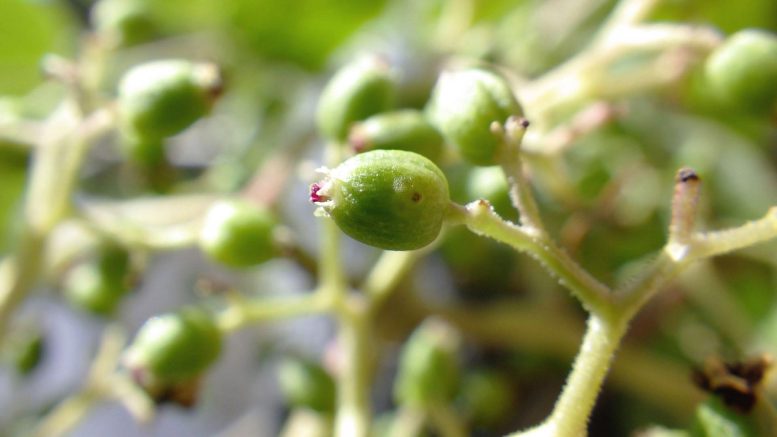 Japanese Red Elder Fruit