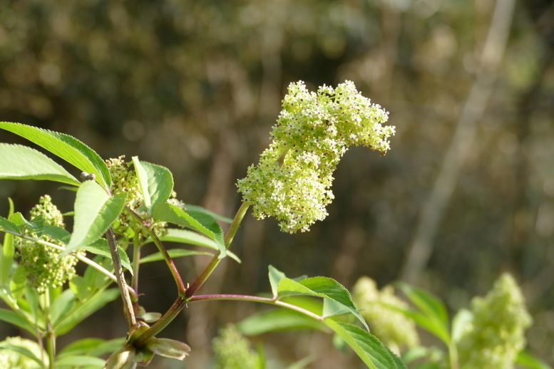 Japanese Red Elder (Sambucus sieboldiana)