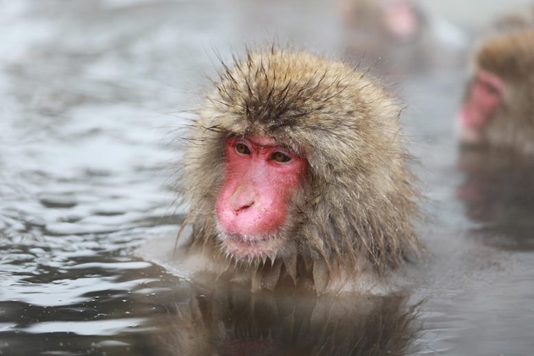 Japanese Snow Monkey Relaxing Hot Spring