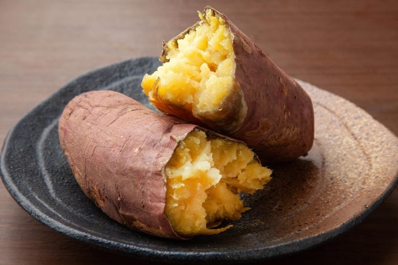 Japanese Sweet Potato
