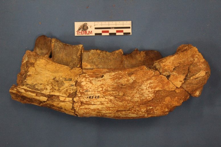 Jawbone of Xenastrapotherium Kraglievichi