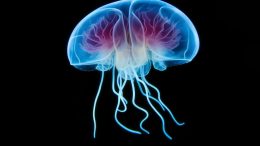 Jellyfish Brain Art Concept