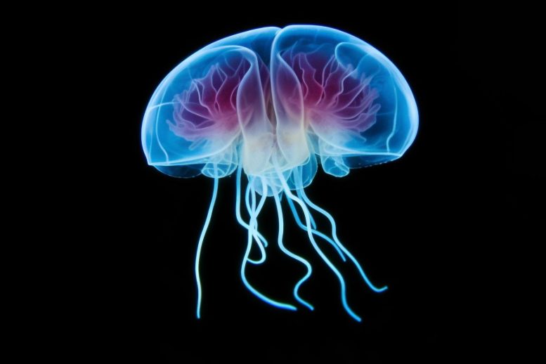 Las medusas sorprenden a los científicos con sus habilidades de aprendizaje