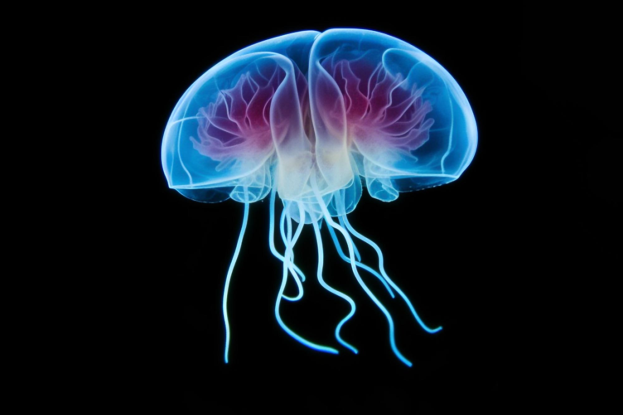 A medúza lenyűgözi a tudósokat tanulási képességeikkel