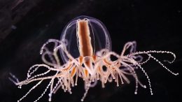 Jellyfish Cladonema pacificum