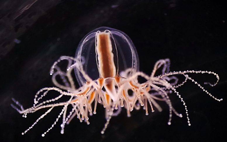 Jellyfish Cladonema pacificum
