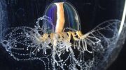 Jellyfish Superpowers Gained Through Cellular Mechanism