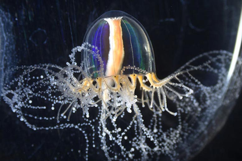 Jellyfish Superpowers Gained Through Cellular Mechanism