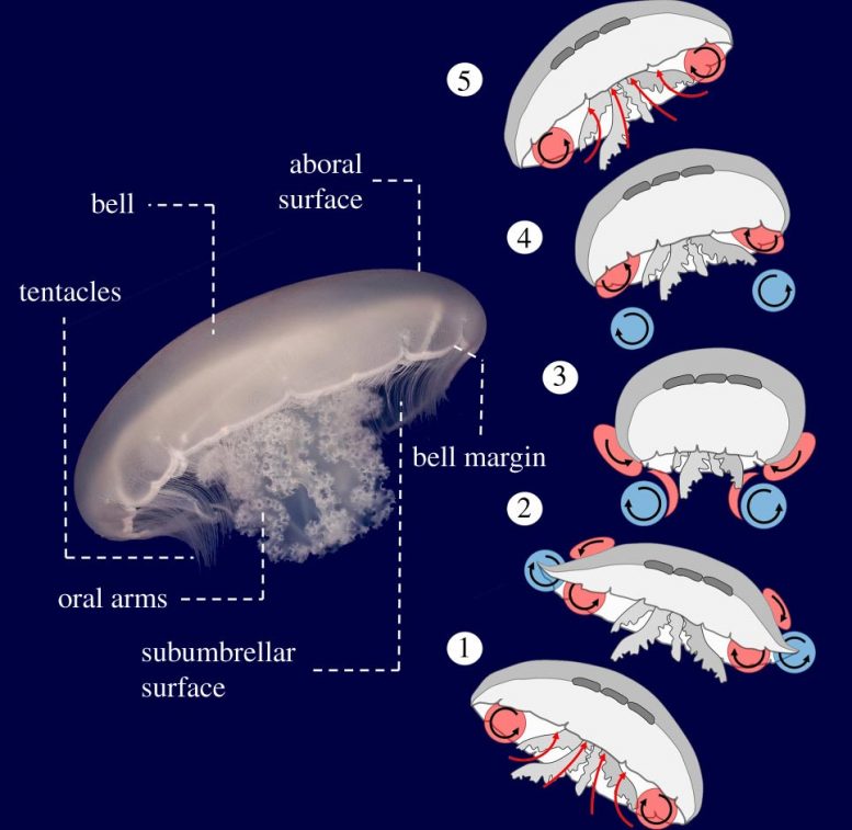 Jellyfish Swim Cycle