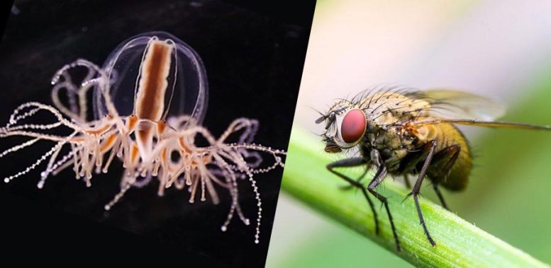 Jellyfish and Fruit Flies Shed Light on the Origin of Hunger Regulation