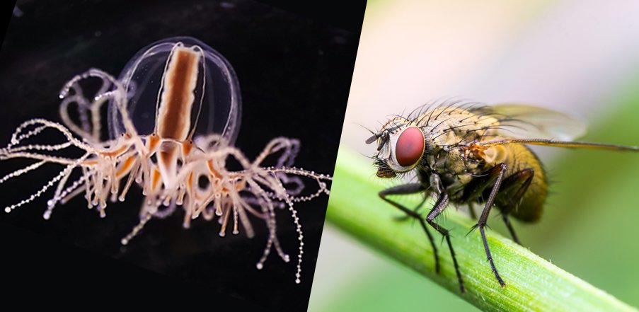 Águas-vivas e moscas-das-frutas lançam luz sobre a origem da regulação da fome