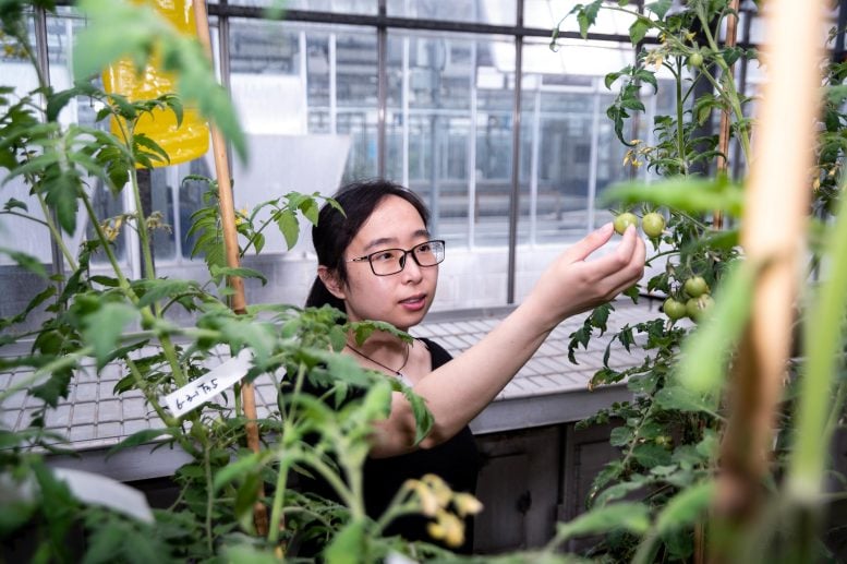 Jie Li Examines Vitamin D Enriched Tomatoes