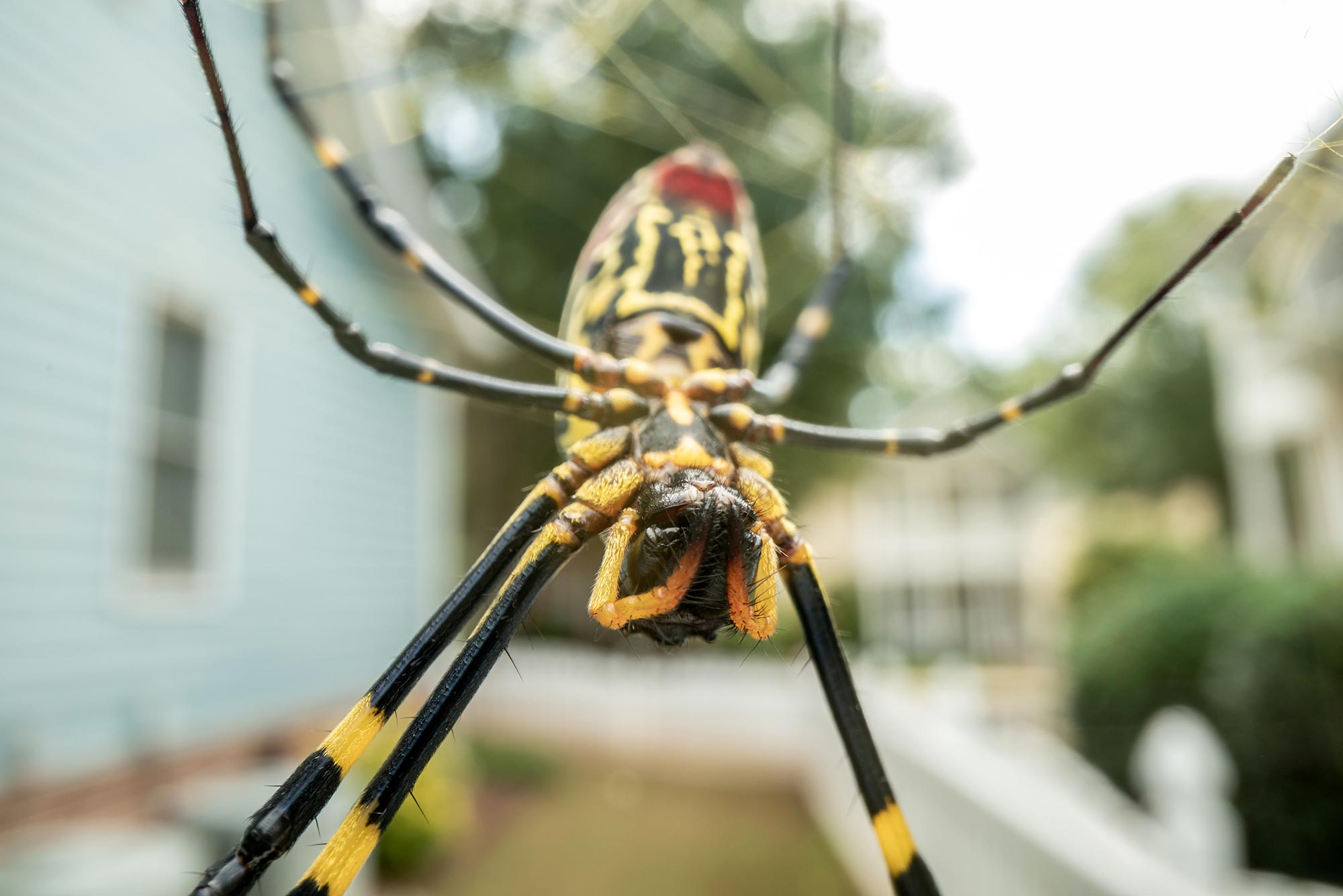 Laba-laba besar yang umum di Amerika Serikat bagian tenggara memiliki ciri bertahan hidup yang mengejutkan