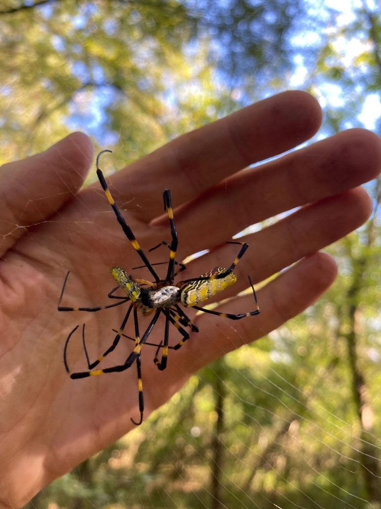 Joro Spider Feasts on Caterpillar