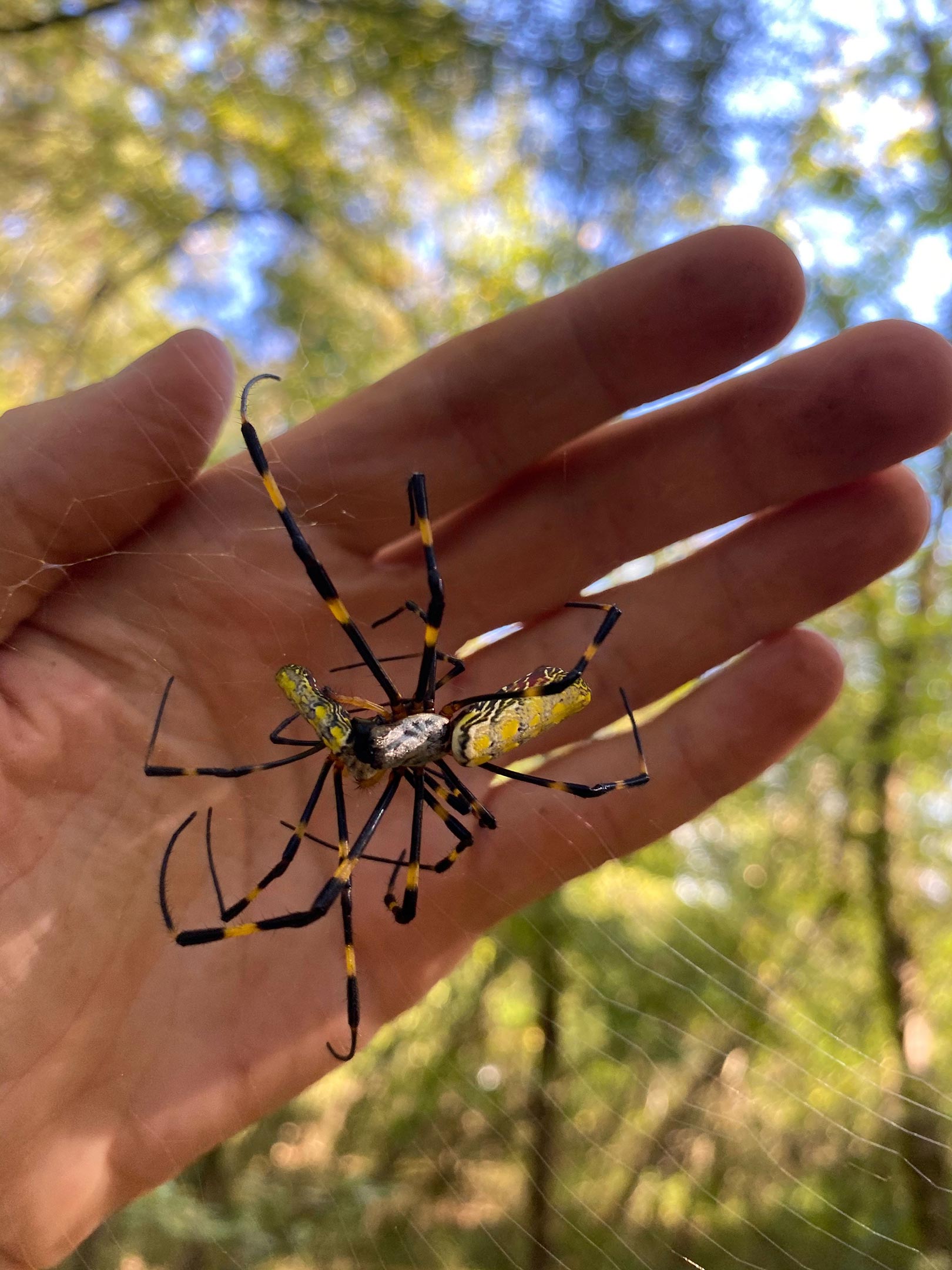 Large Asian Joro spiders are starting to populate across SC, other