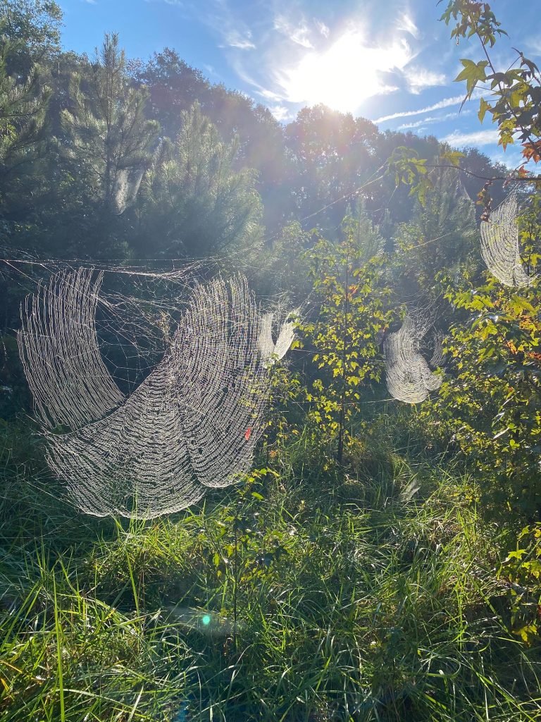 Joro Spider Webs