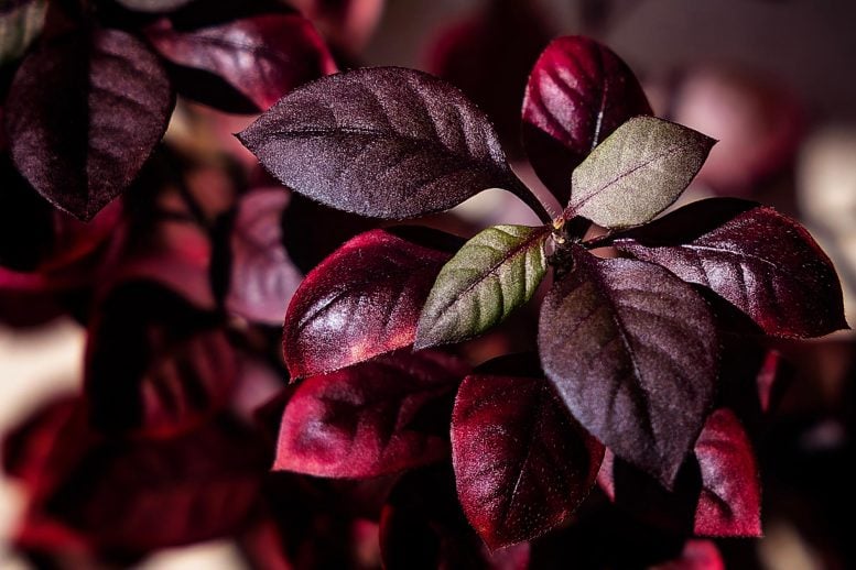 According to Scientists, This Brazilian Plant Could Help Treat Arthritis