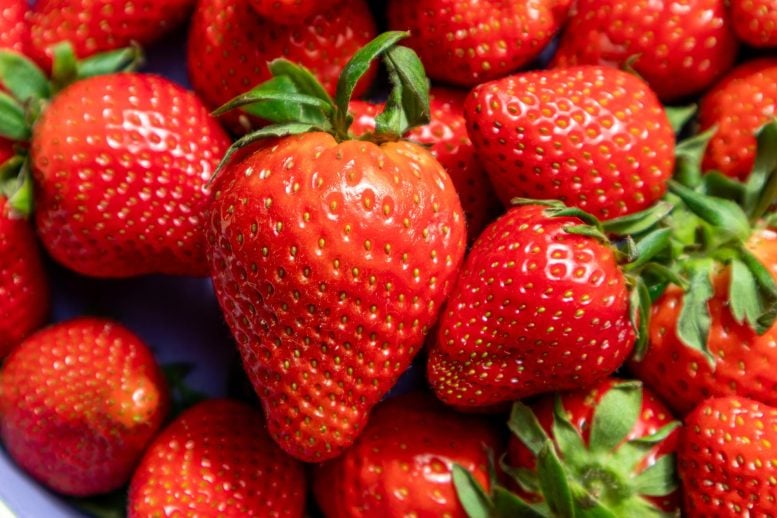 Juicy Red Strawberries