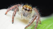 Jumping Spider Close Up