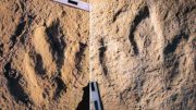 Jurassic Dinosaur Footprints