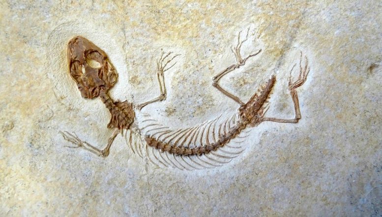 Jurassic Lizard Eichstaettisaurus Fossil