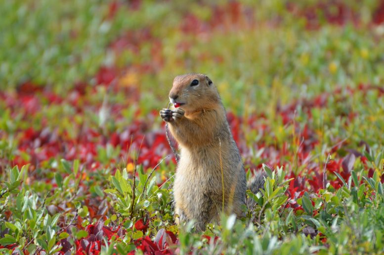 Juvenile Arctic Ground Squirrel