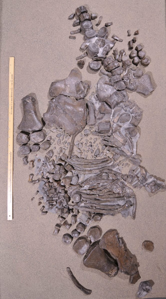 Juvenile Elasmosaur Discovered in 2020
