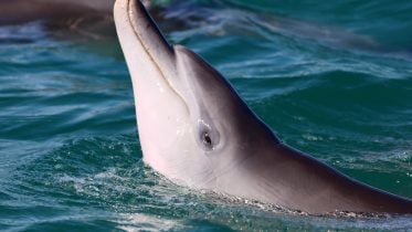 Juvenile Male Dolphin