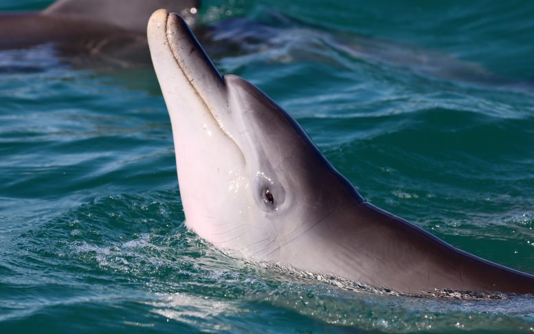 דולפין זכר לנוער