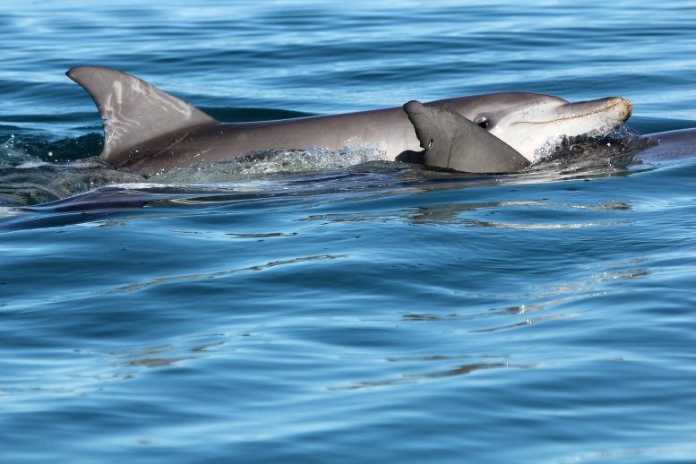 דולפינים צעירים משחקים ביחד