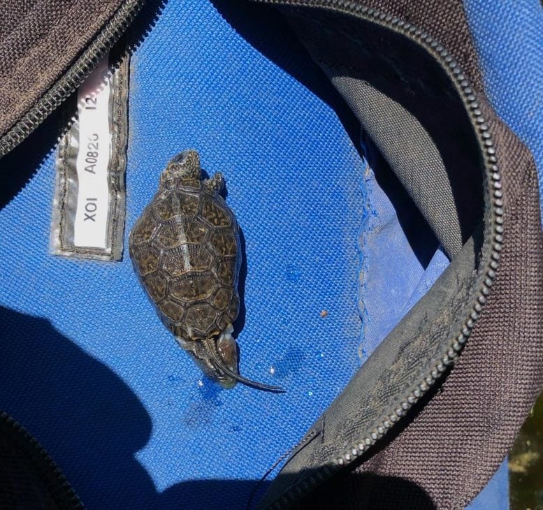 Juvenile Northwestern Pond Turtle Hatchling