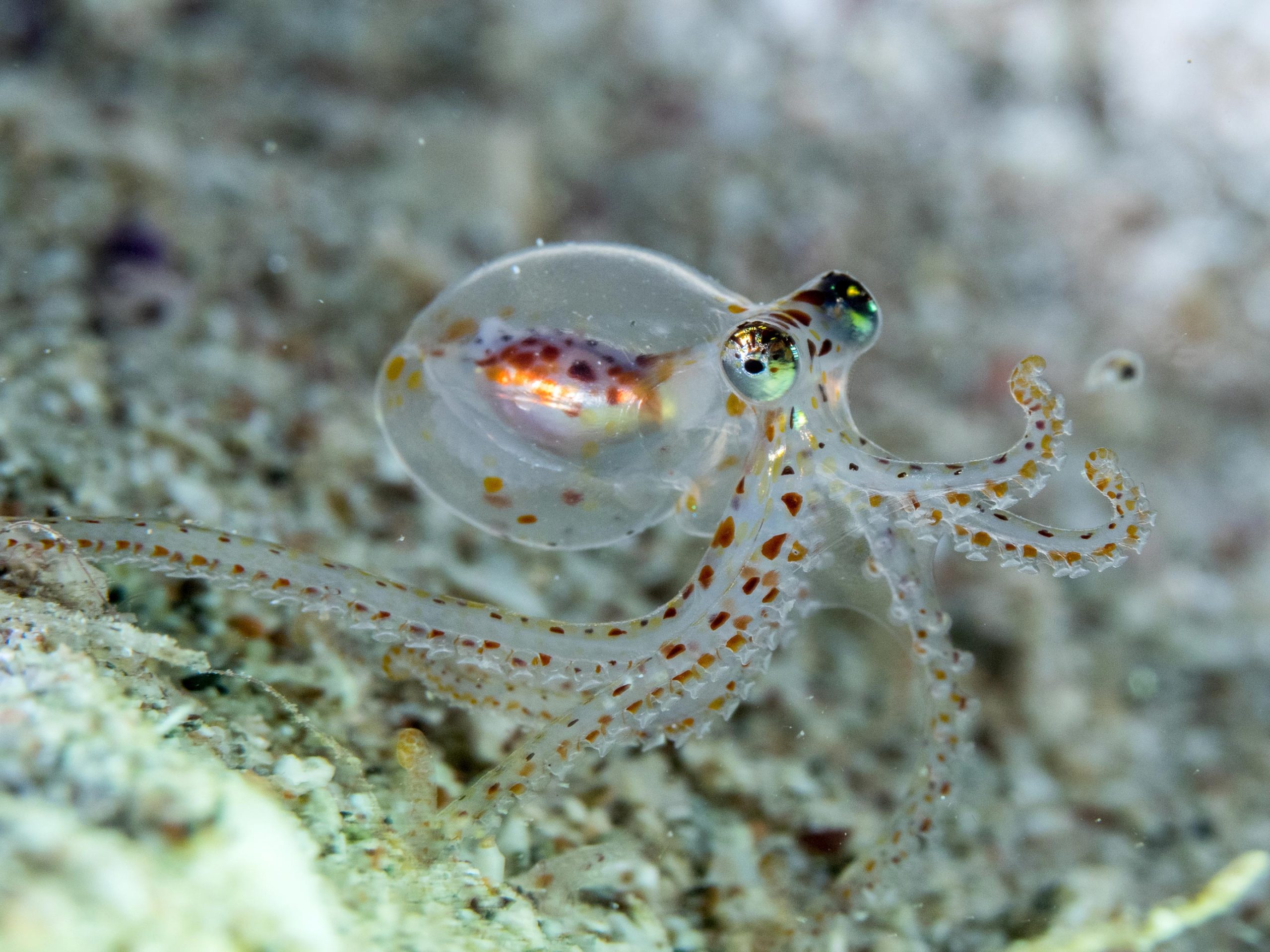 Highly Intelligent: What Octopus and Human Brains Have in Common